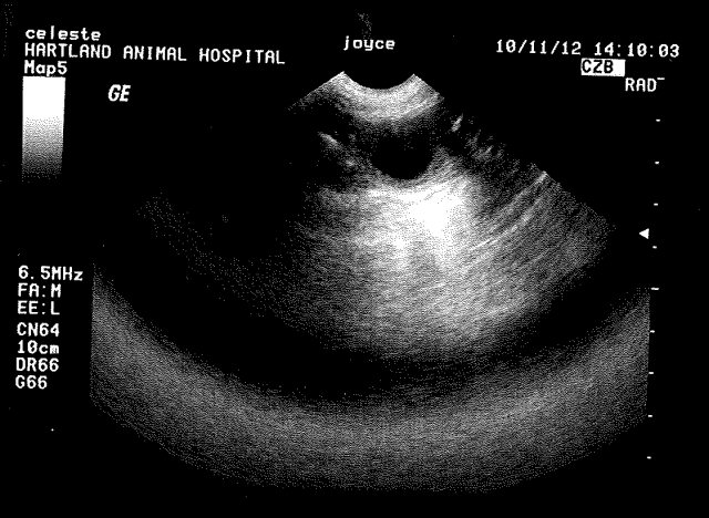 Celeste ultrasound image