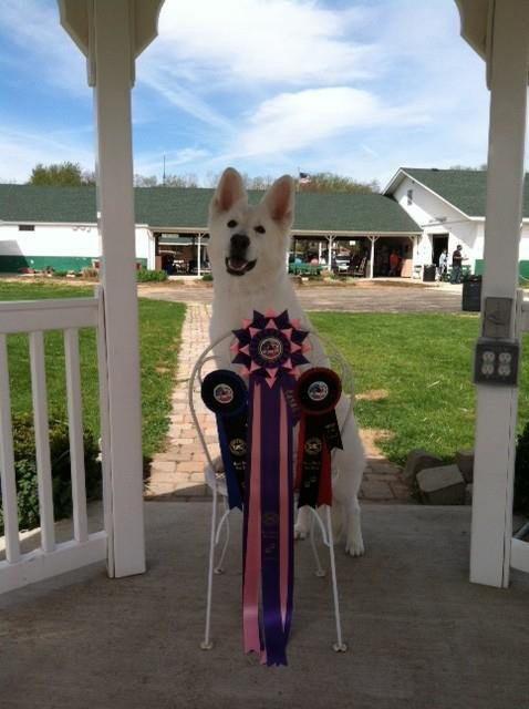 Celeste took 4 Best of Breeds, Group placements and a Reserve Best in Multiple Breed Show.