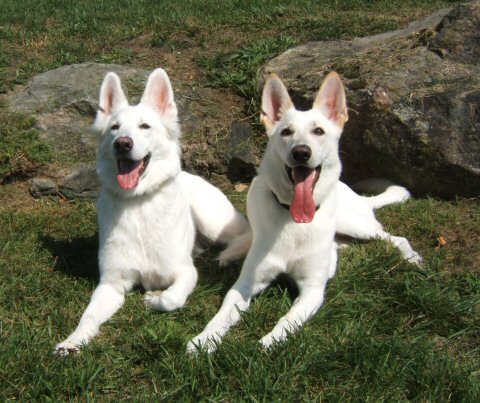 Celeste and Czar puppies due November 2012